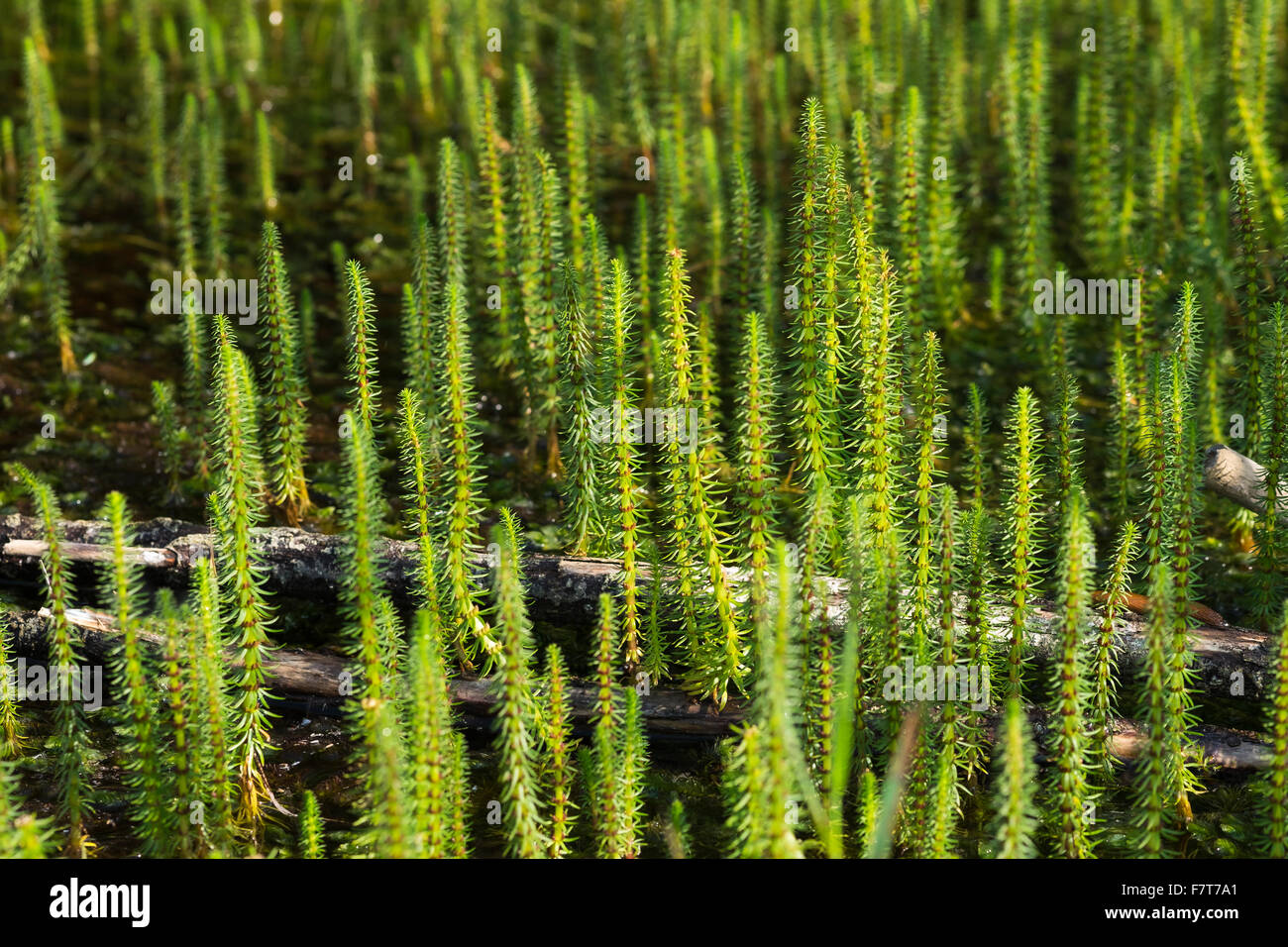 Mare's tail (Hippuris vulgaris), réserve naturelle Isarauen, Haute-Bavière, Bavière, Allemagne Banque D'Images