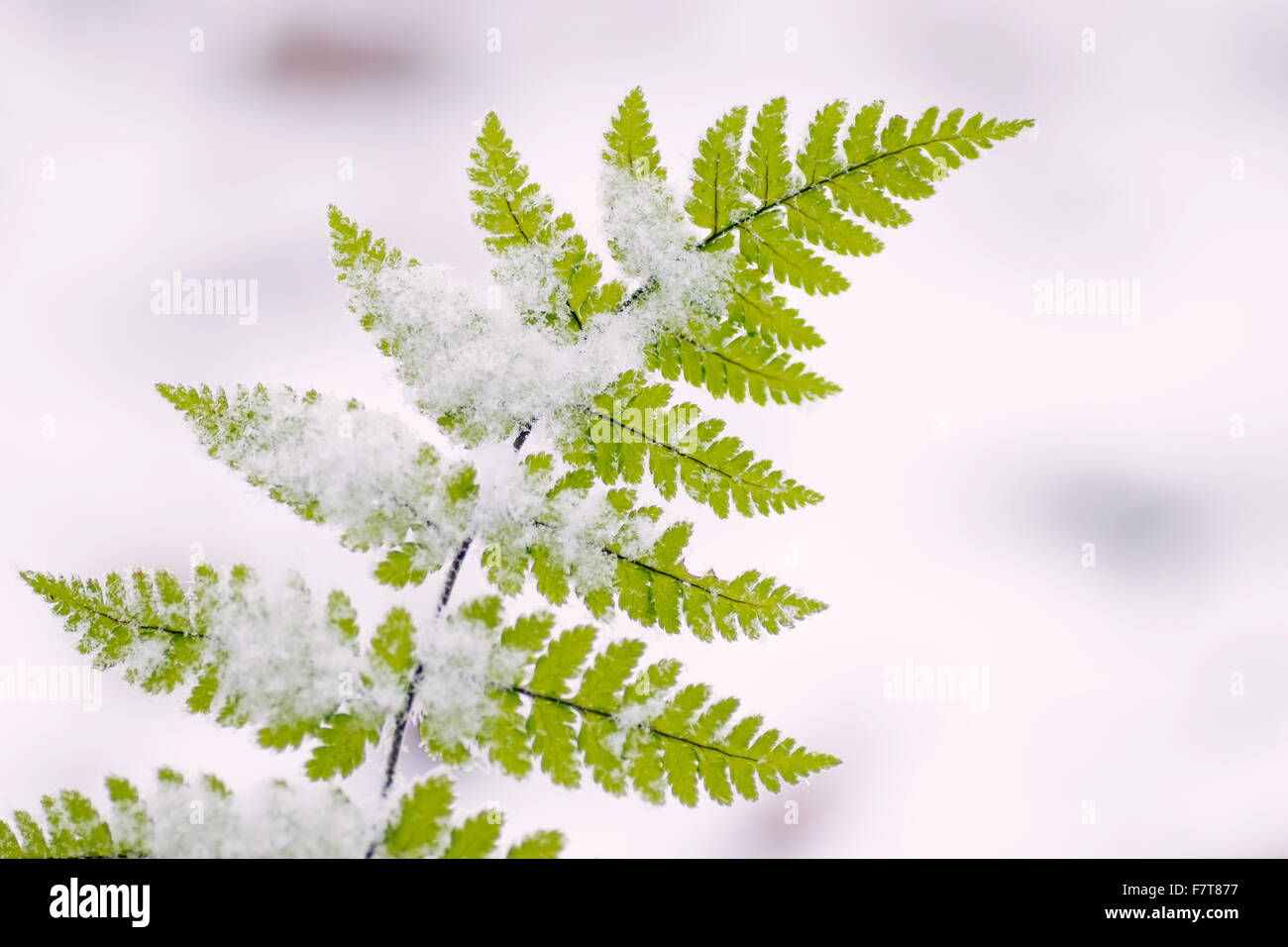 Fougère mâle (Dryopteris filix-mas) avec cristaux de neige, Hesse, Allemagne Banque D'Images