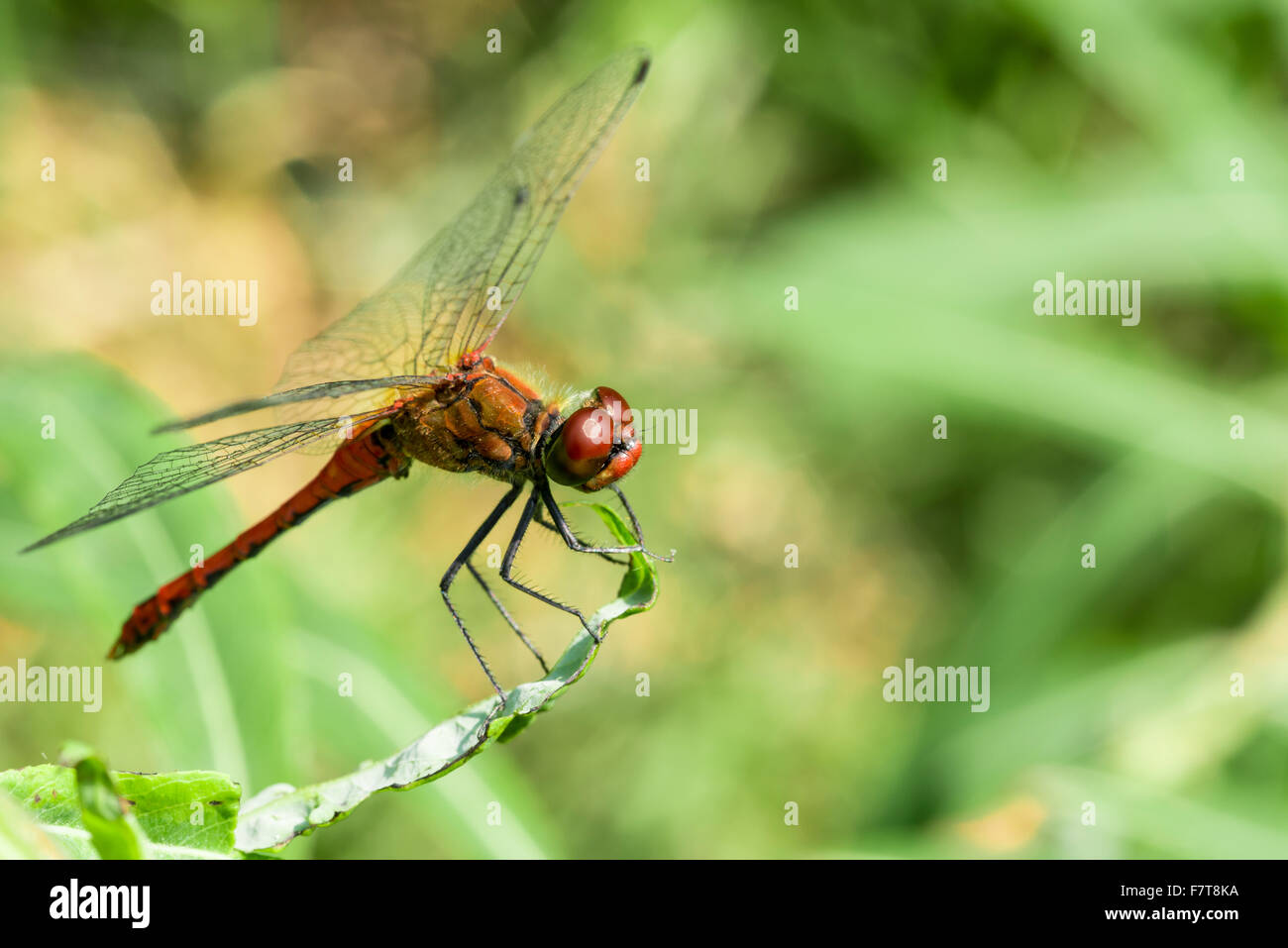 Ruddy darter (Sympetrum sanguineum), la maturité sexuelle mâle, assis sur une feuille, Allemagne Banque D'Images