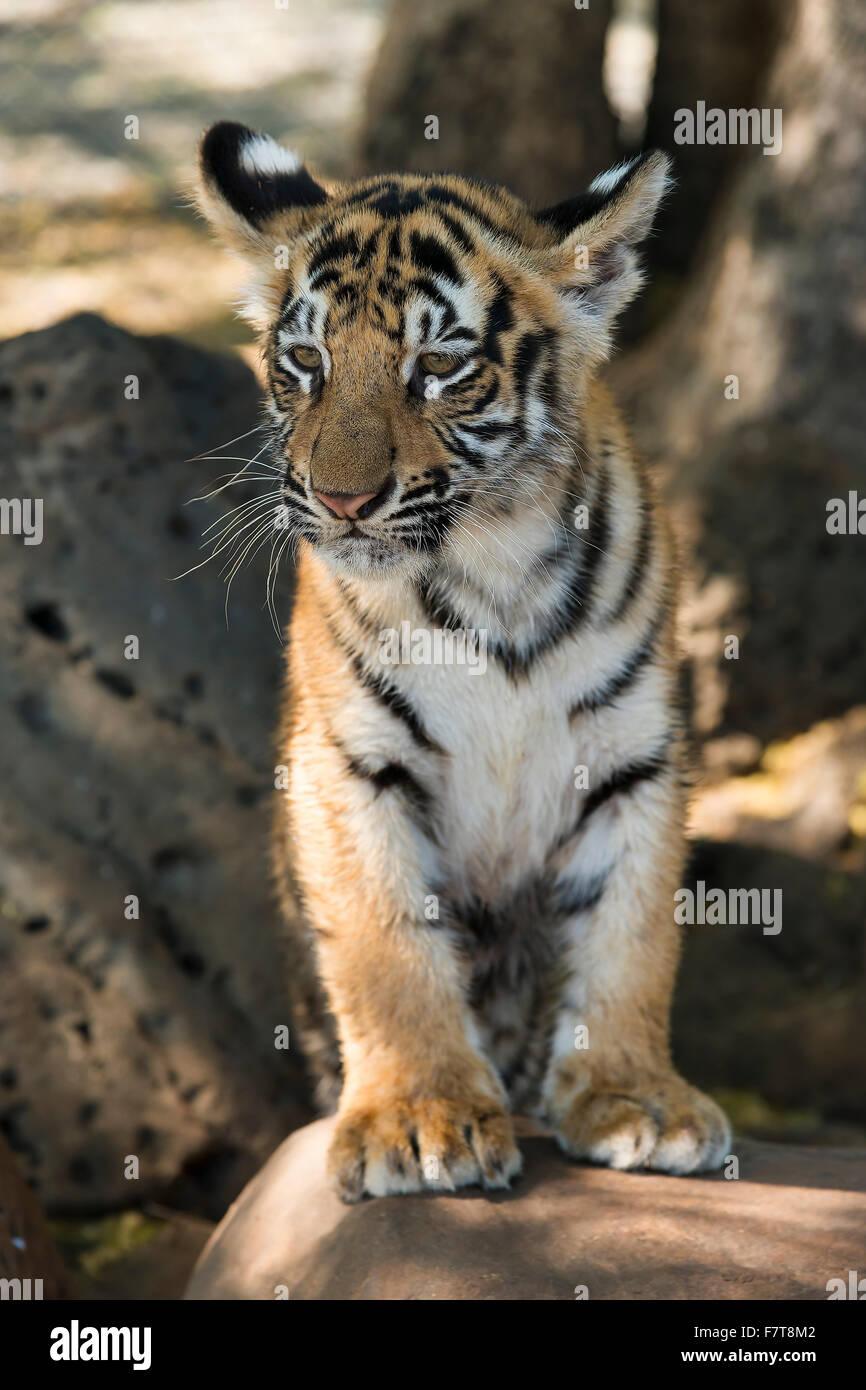 Royal Bengal Tiger (tigre tigre panthères) cub, 3 mois Banque D'Images