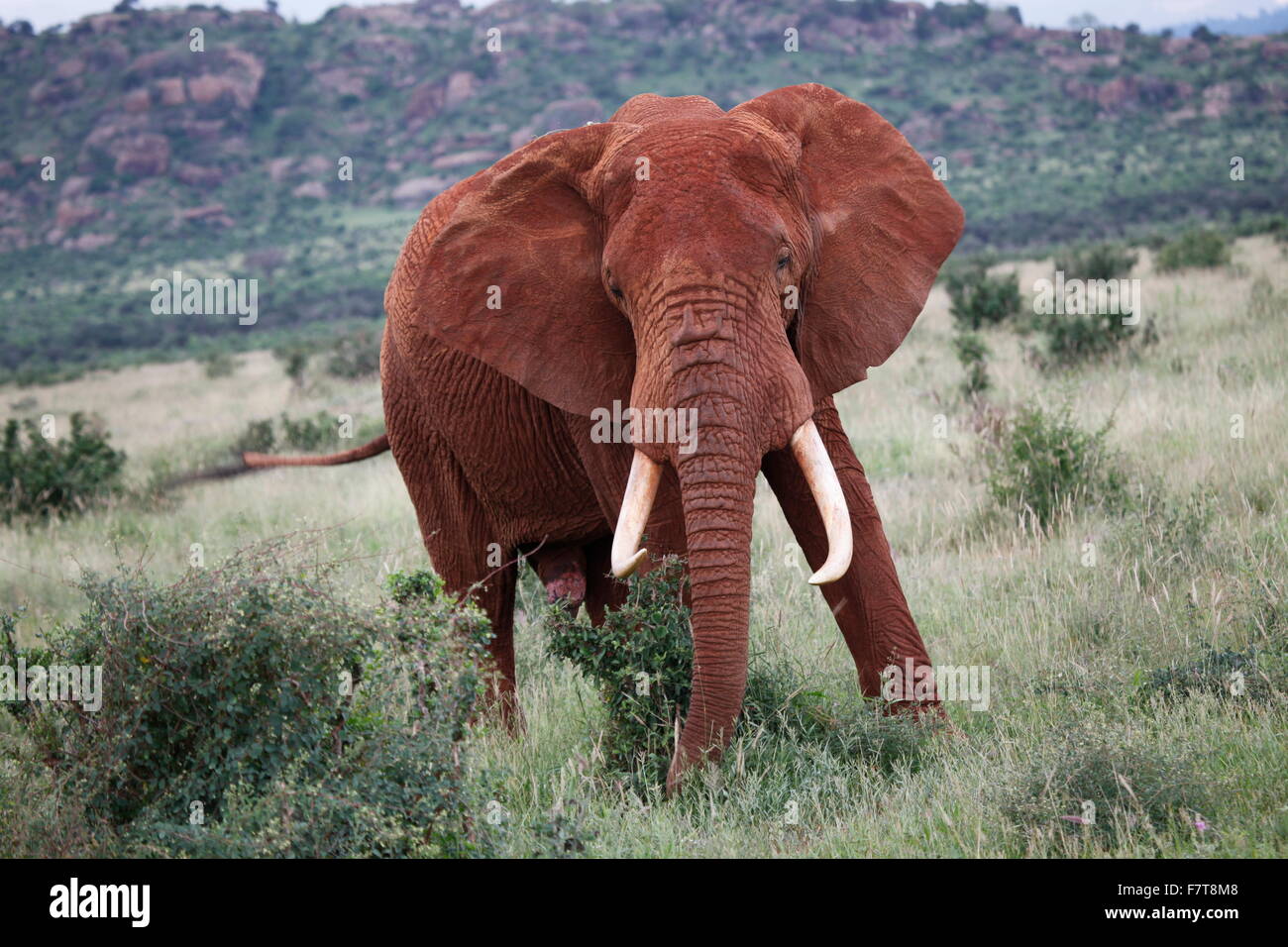 L'éléphant au parc national de Tsavo East au Kenya Banque D'Images