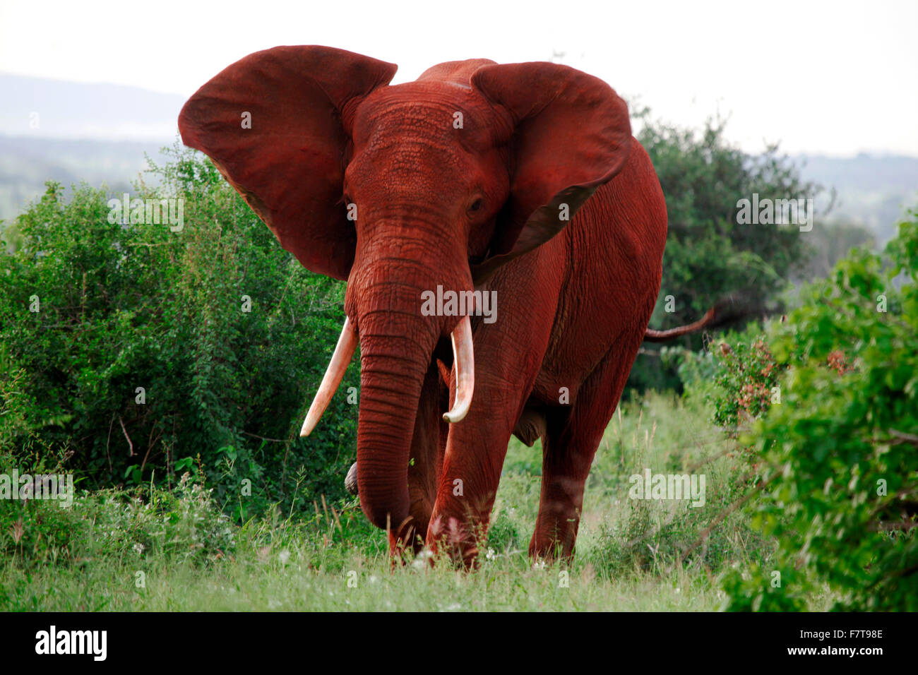 Les éléphants dans le parc national de Tsavo East au Kenya Banque D'Images