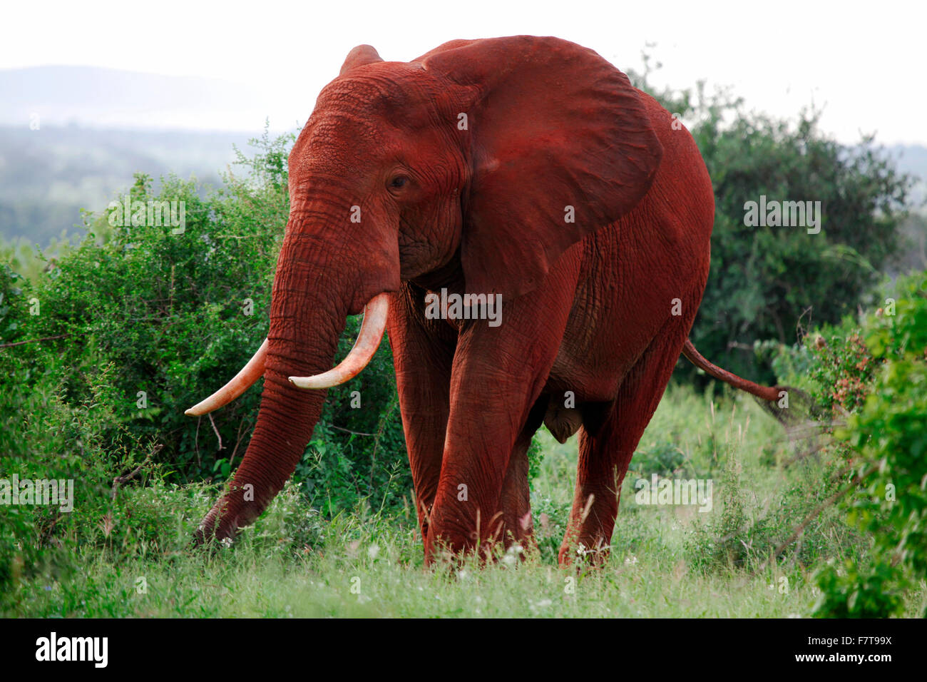Les éléphants dans le parc national de Tsavo East au Kenya Banque D'Images