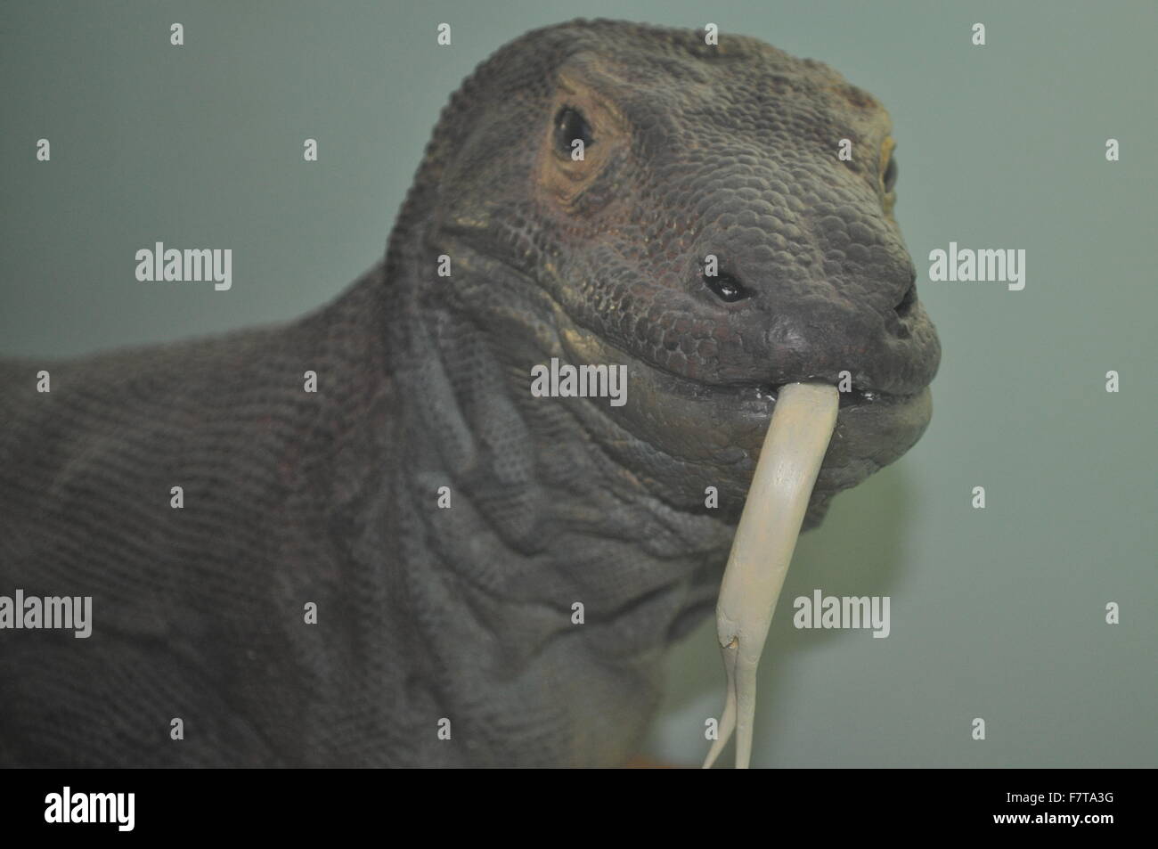 Une statue en plastique taxidermie d'un grand lézard dragon barbu avec une longue langue blanche a souligné au Natural History Museum de Londres. Banque D'Images