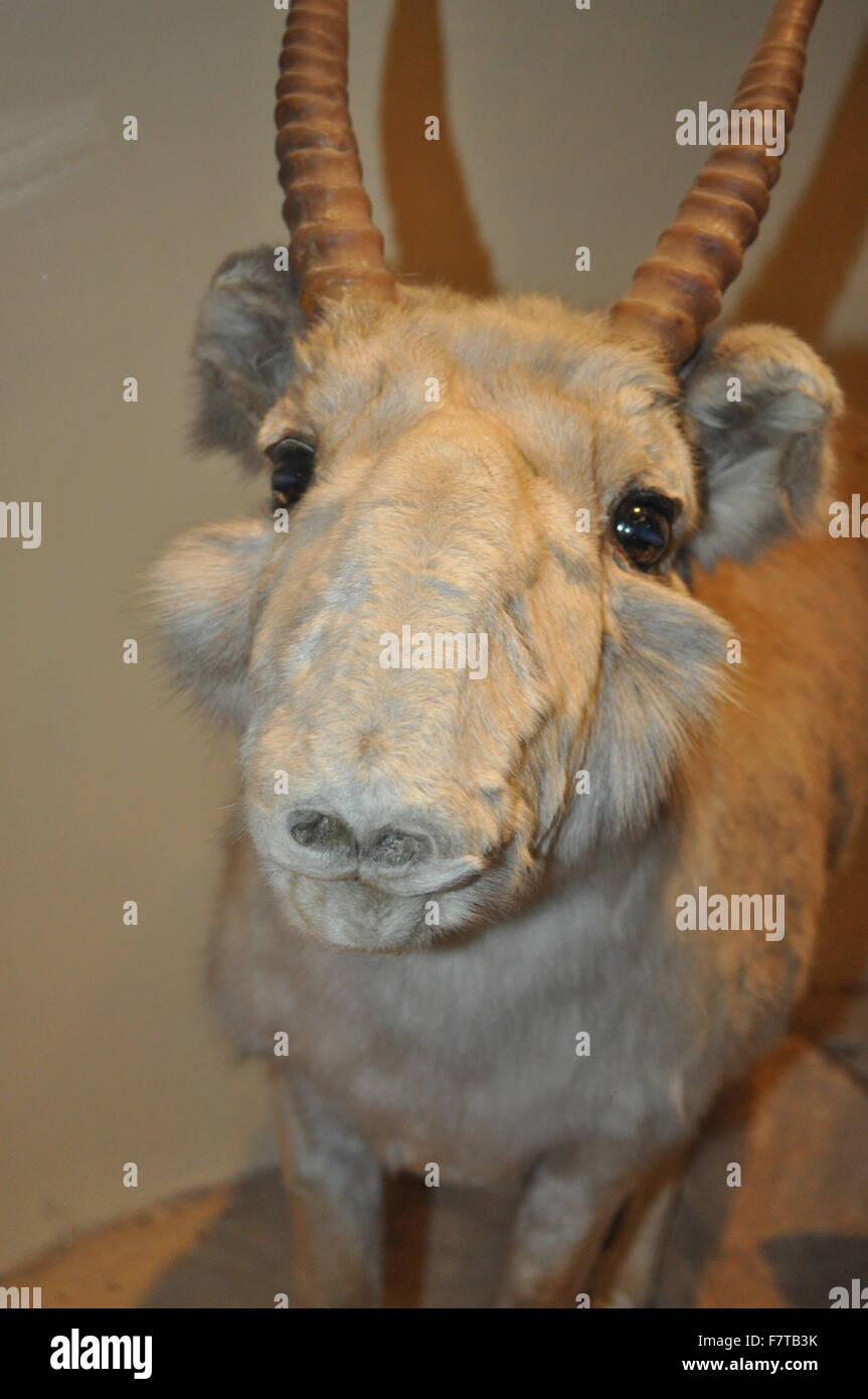 Un chevreuil taxidermie ancienne créature inconnue avec de grandes cornes et fourrure crème au Natural History Museum de Londres. Banque D'Images