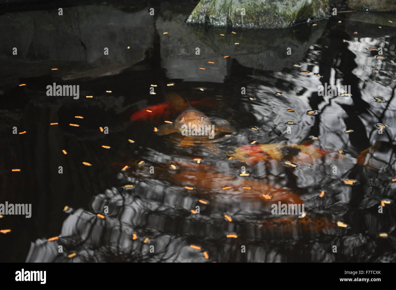 Un groupe de Koi karp dans un étang posés avec de la nourriture pour poissons Banque D'Images