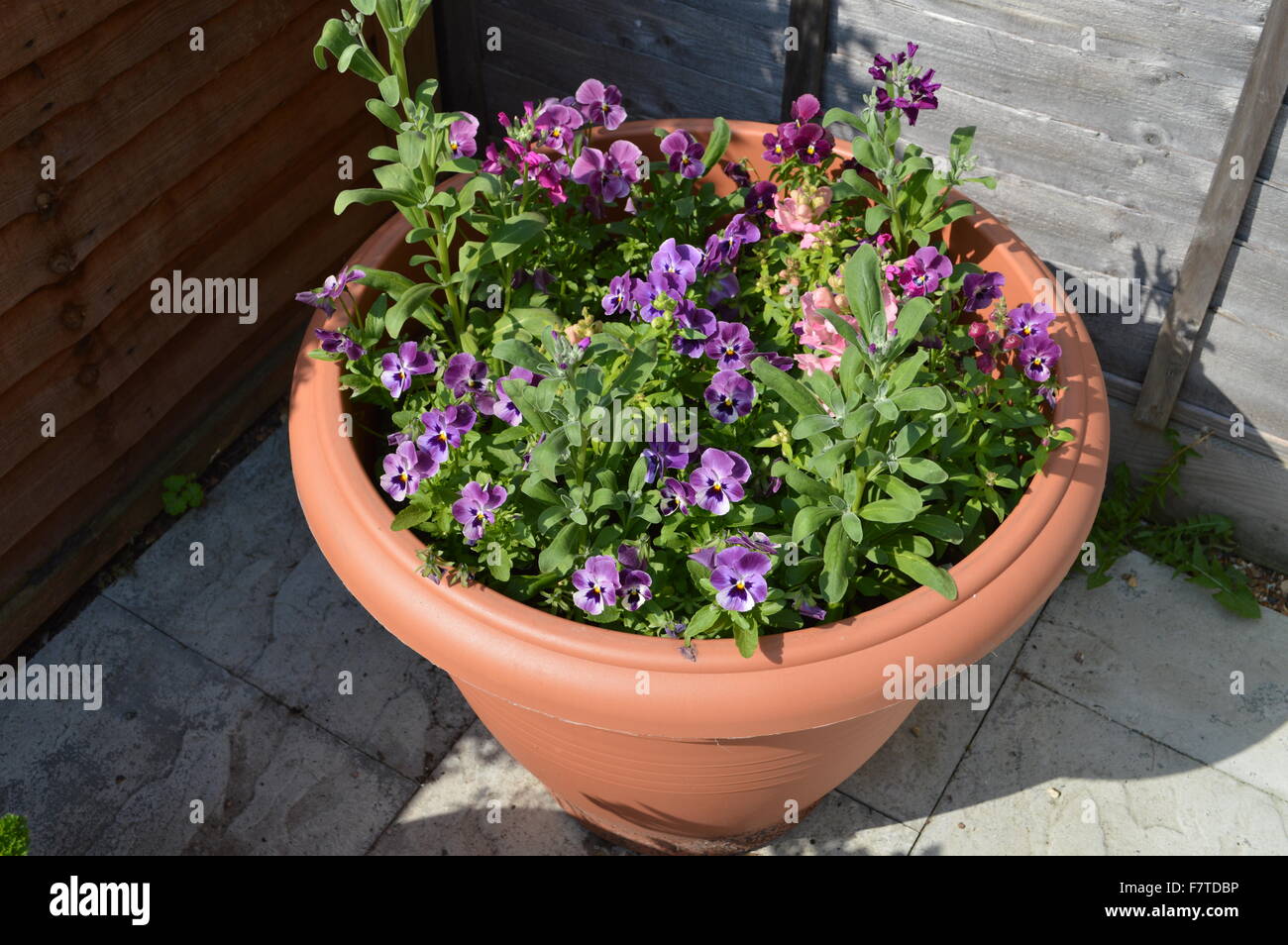 Une plante en pot rempli de fleurs violettes dans un jardin Photo Stock -  Alamy