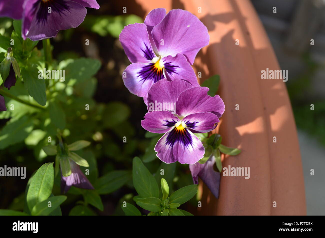 Gros plan d'une fleur d'iris violets dans une plante en pot. Banque D'Images