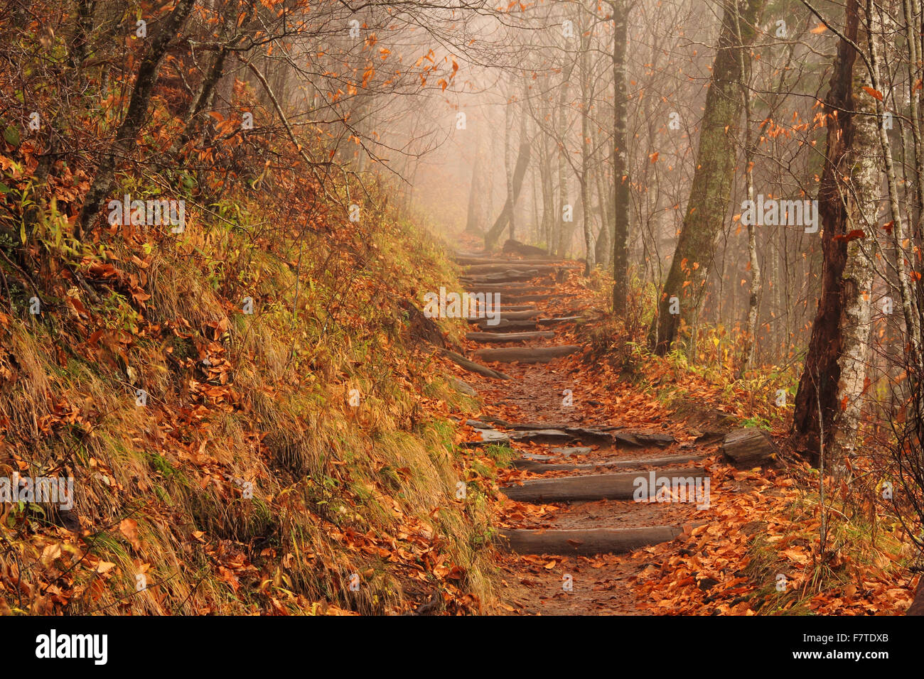 Le sentier des Appalaches sur un jour d'automne pluvieux et brumeux, Great Smokey Mountains National Park, Newfound Gap Article Banque D'Images