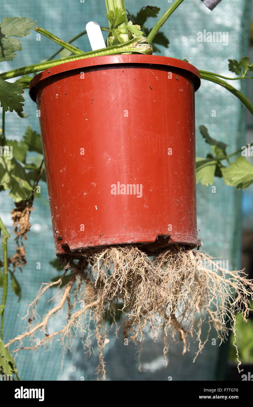 Racines cultivées trop d'Apium graveolens var. secalinum ou également connu sous le nom de Céleri chinois Banque D'Images