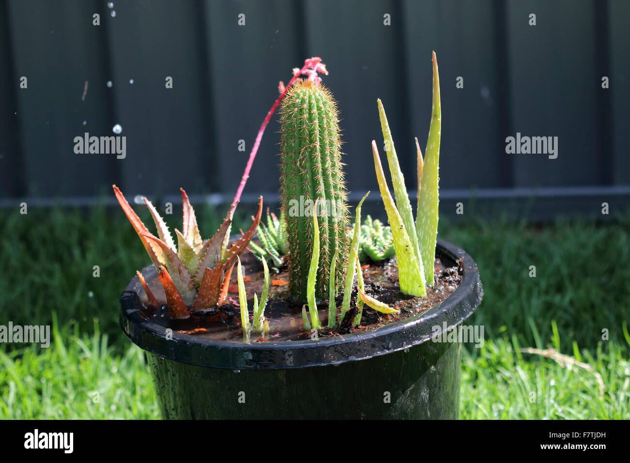 Variétés de cactus et succulentes dans un pot Banque D'Images