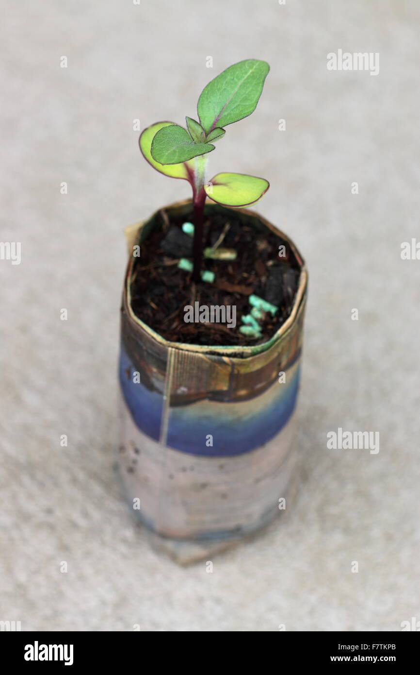 Germination des graines de tournesol Banque de photographies et d