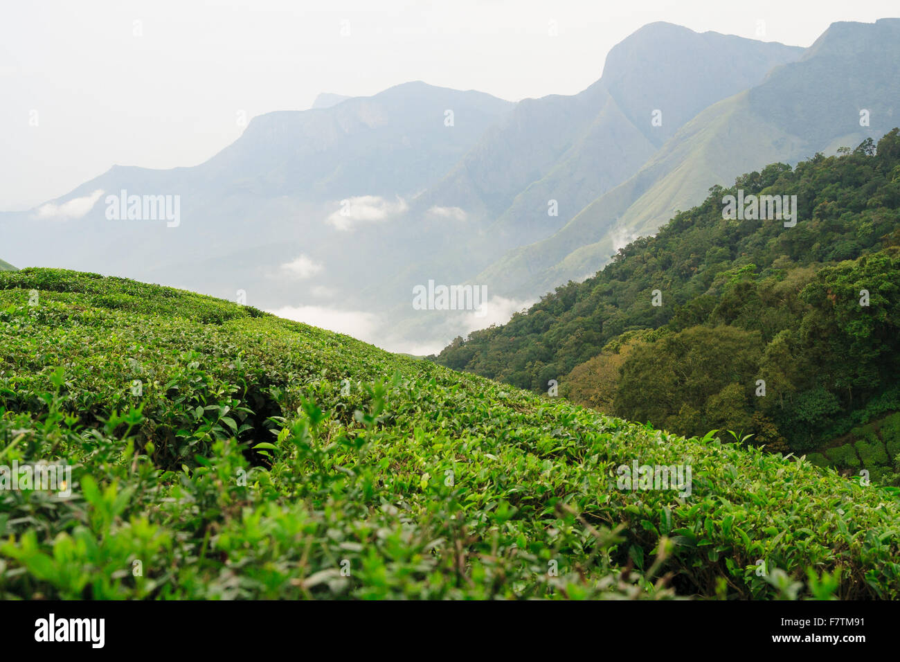 Les plantations de thé de munnar inde Banque D'Images