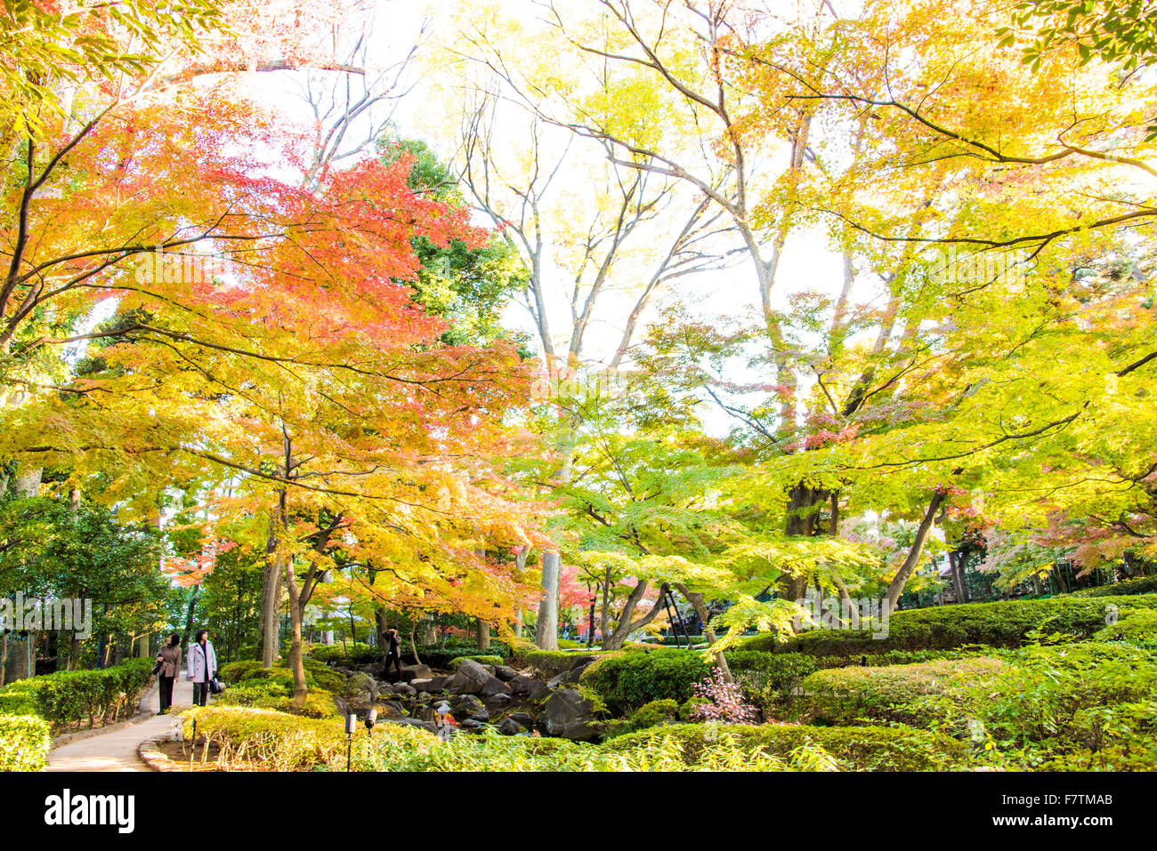 Couleurs d'automne,Parc,Suginami-Ku Otaguro, Tokyo, Japon Banque D'Images