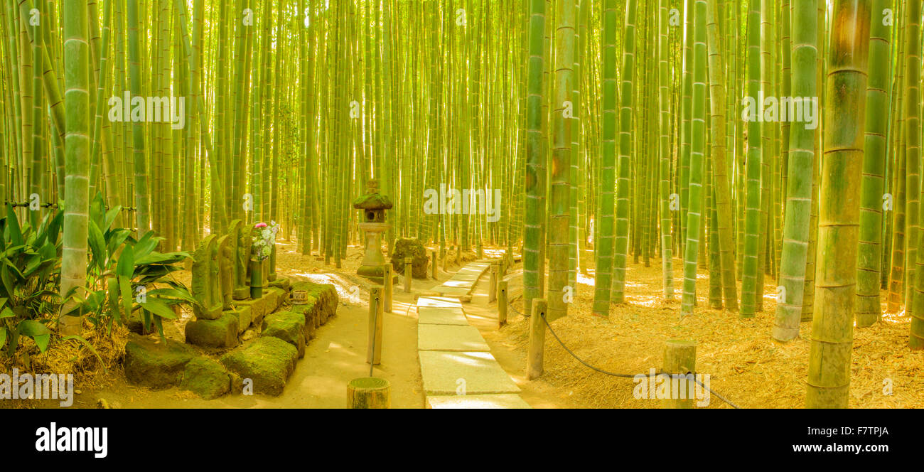 Une photo panoramique d'une forêt de bambou à Kamakura, Japon Banque D'Images