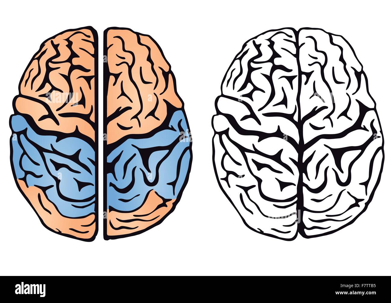 L'intelligence du cerveau Illustration de Vecteur