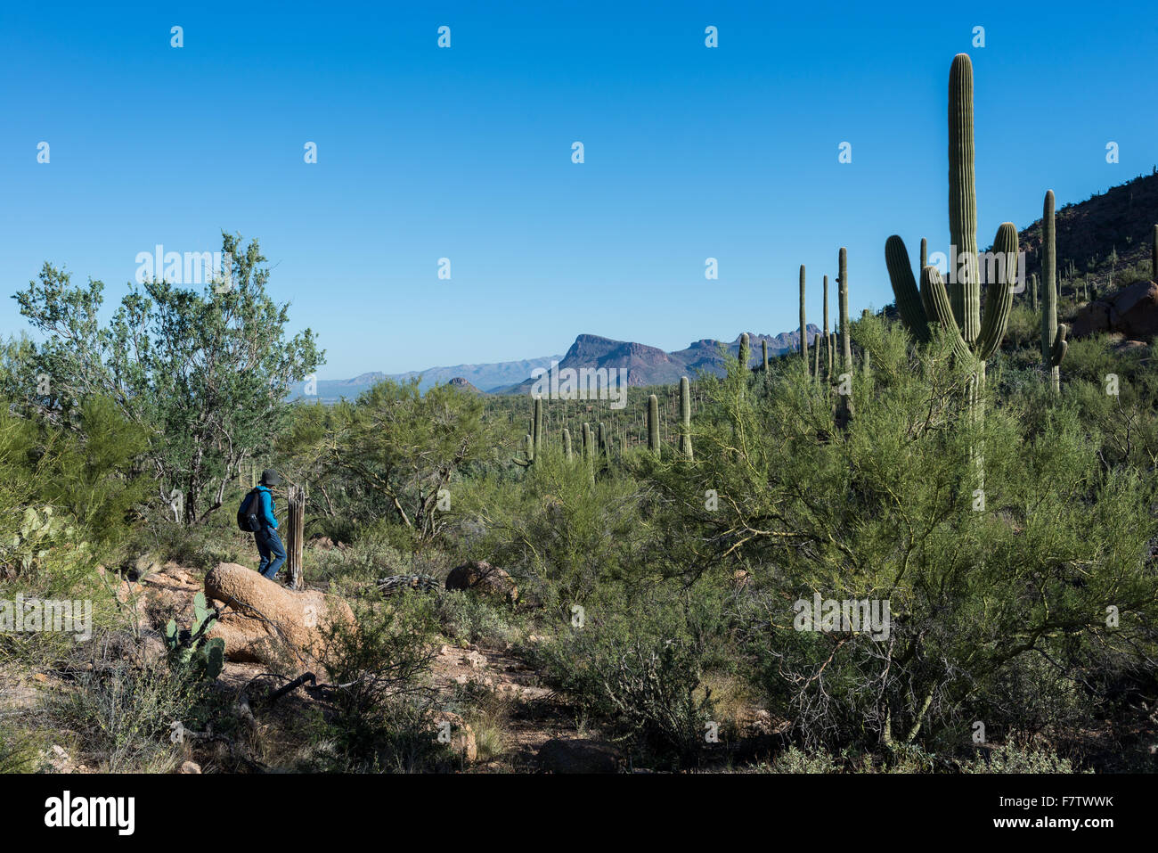 Une femme en randonnée dans le désert de Sonora. Saguaro National Park, Tucson, Arizona, USA. Banque D'Images