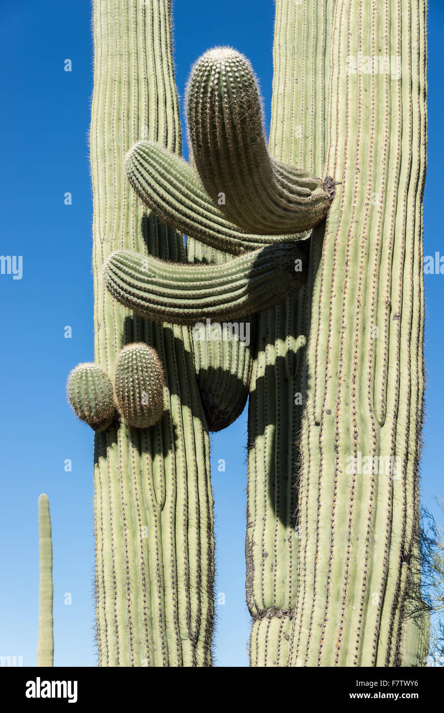 Branches d'un cactus Saguaro (Carnegiea gigantea) à le Saguaro National Park, Tucson, Arizona, USA. Banque D'Images