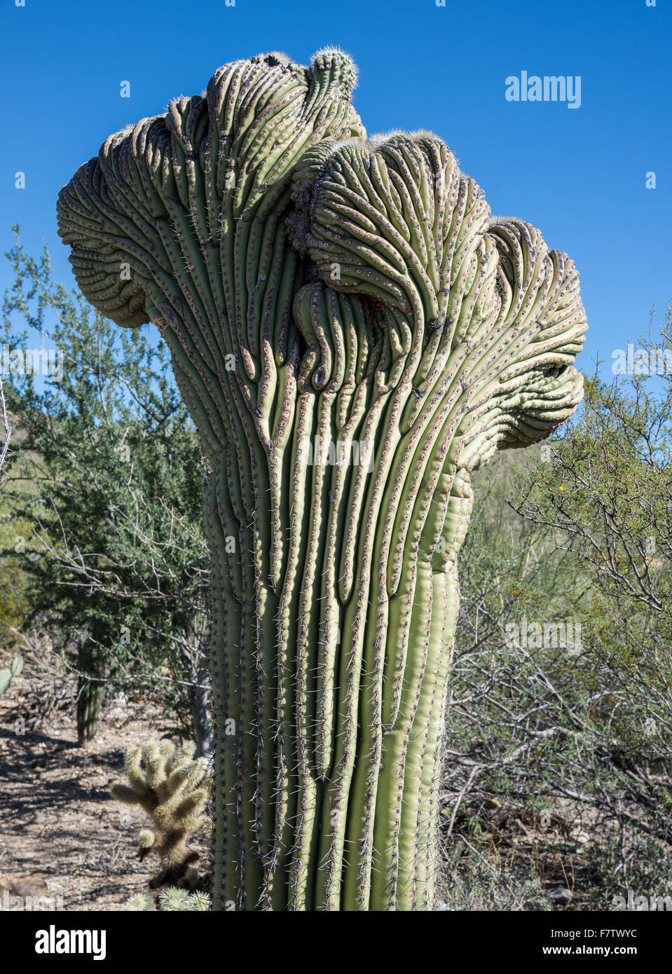 Couronne d'un cactus Saguaro (Carnegiea gigantea) à le Saguaro National Park, Tucson, Arizona, USA. Banque D'Images