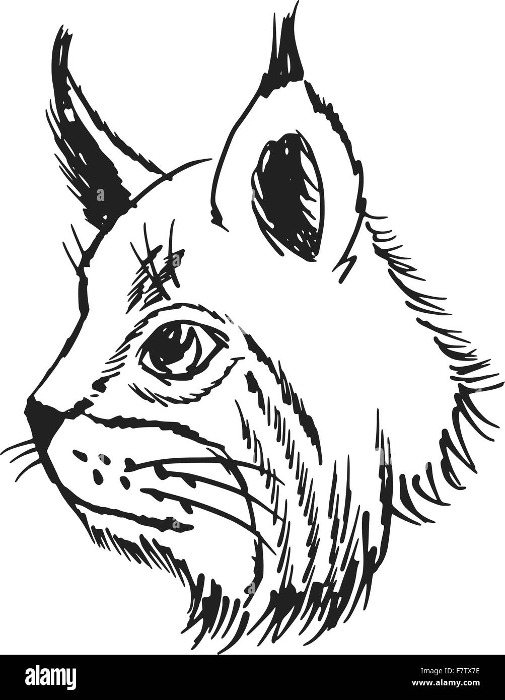 Lynx Illustration de Vecteur