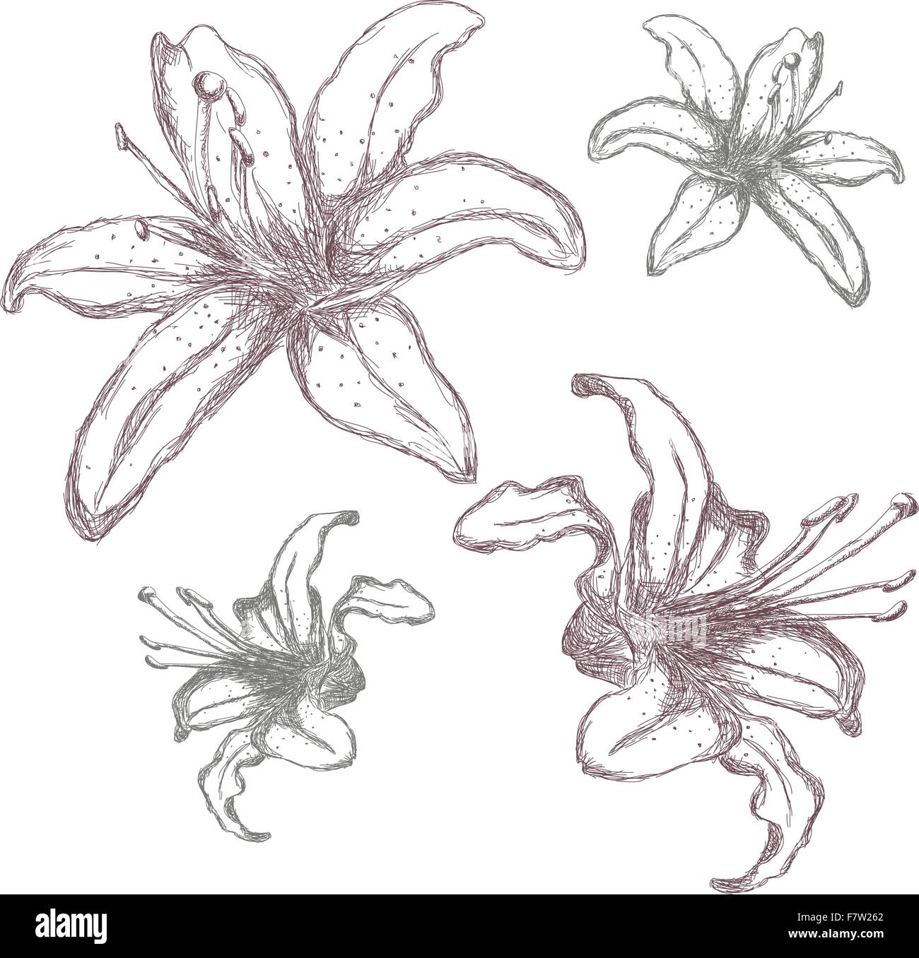 Lilium dessinés à la main, fleurs, vector illustration Illustration de Vecteur
