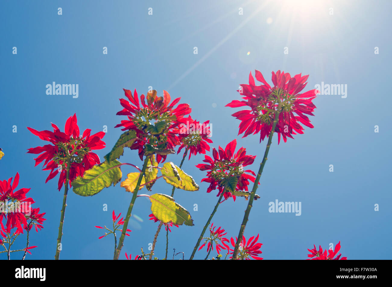 Belle floraison sauvage poinsettias de dessous sur sunny day Banque D'Images