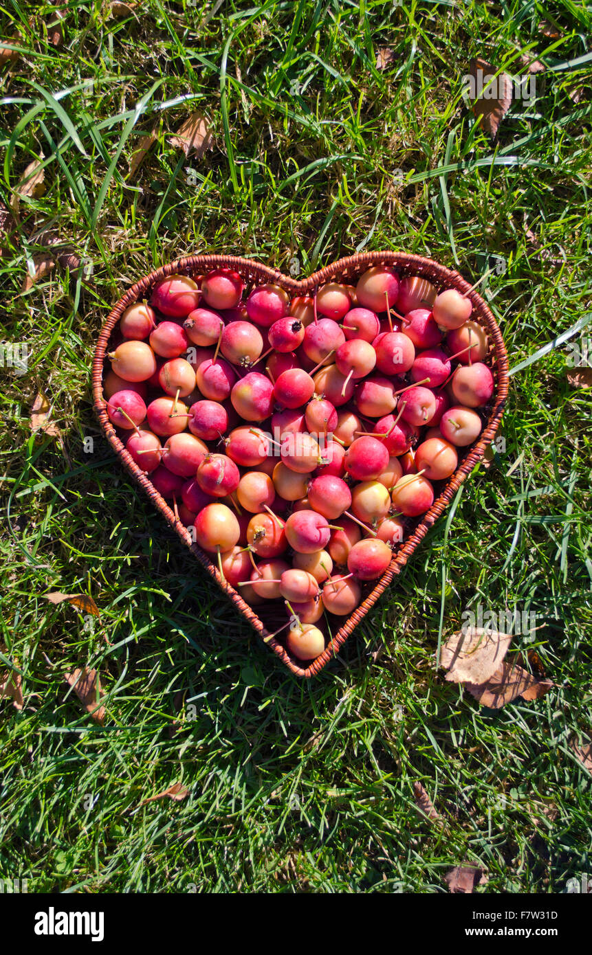 Panier en osier en forme de coeur plein de crab apples on Green grass Banque D'Images