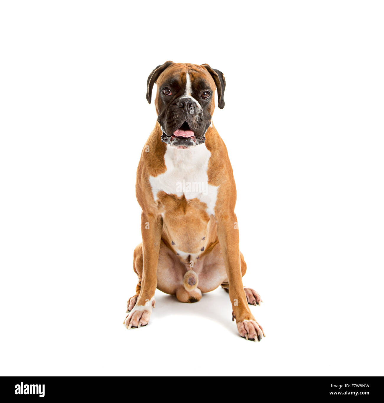 Fawn and white boxer dog Banque de photographies et d'images à haute  résolution - Alamy