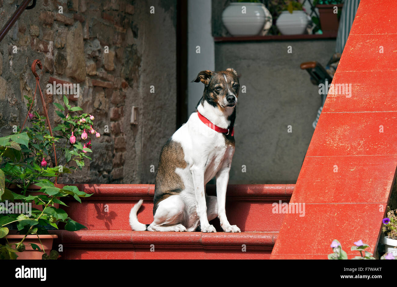 Half Breed chien assis sur l'escalier de la chambre, Mugnano, Pérouse, Ombrie, Italie Banque D'Images