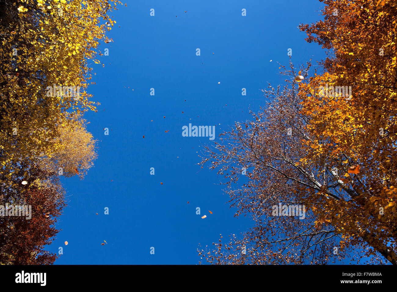 La chute des feuilles d'automne jaune et marron volant dans le vent et sur un fond de ciel bleu. Banque D'Images