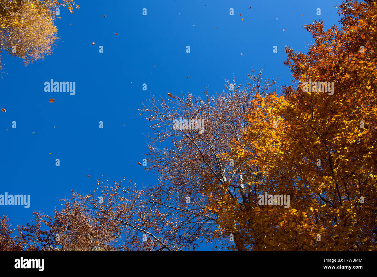 Image de la chute des feuilles d'automne jaune et marron volant dans le vent. Banque D'Images
