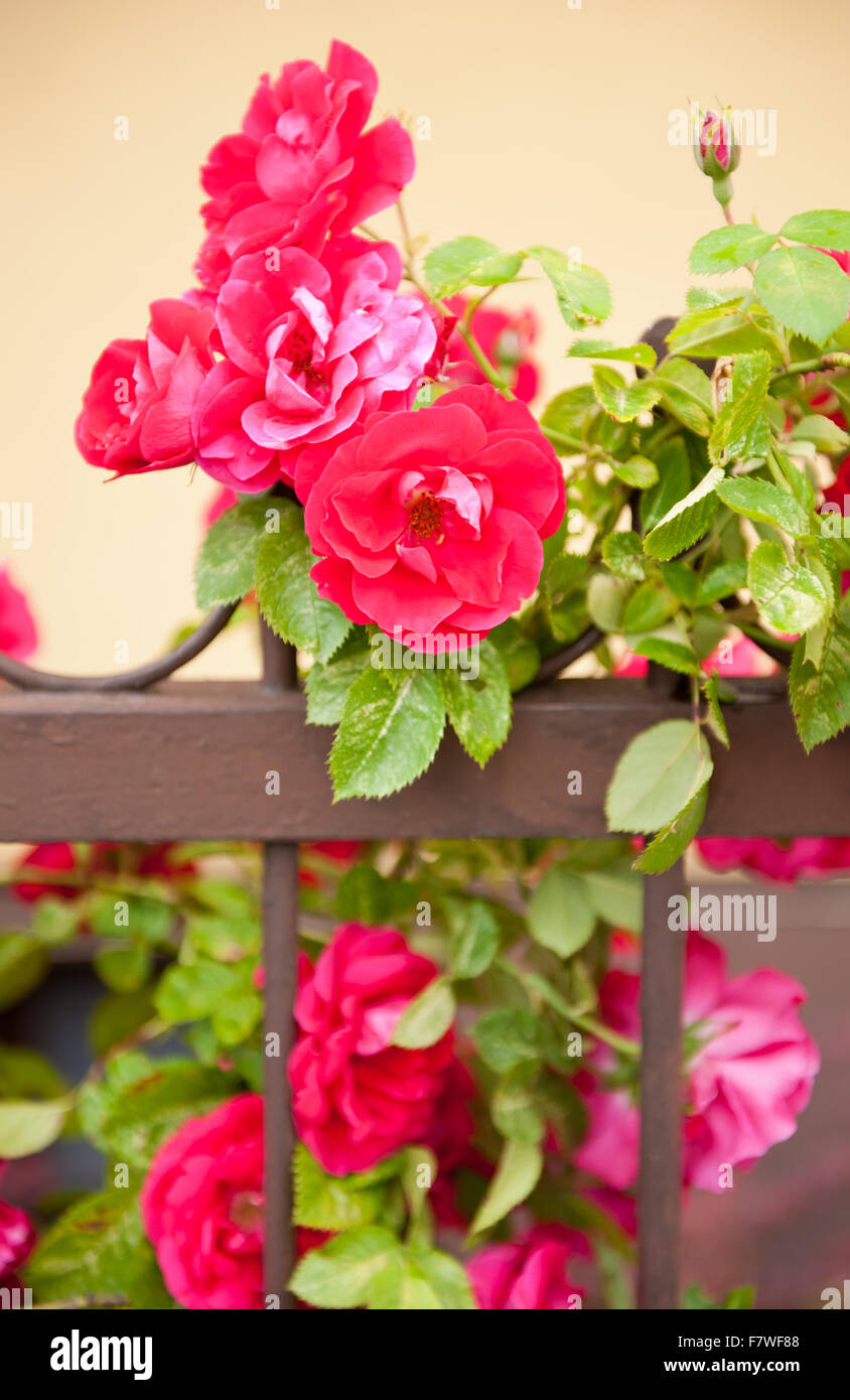Fleurs roses rouges sur barrière, la floraison vivace à feuilles caduques de la famille des Rosacées, parfumé plantes poussent en Pologne, Europe, Bloom Banque D'Images