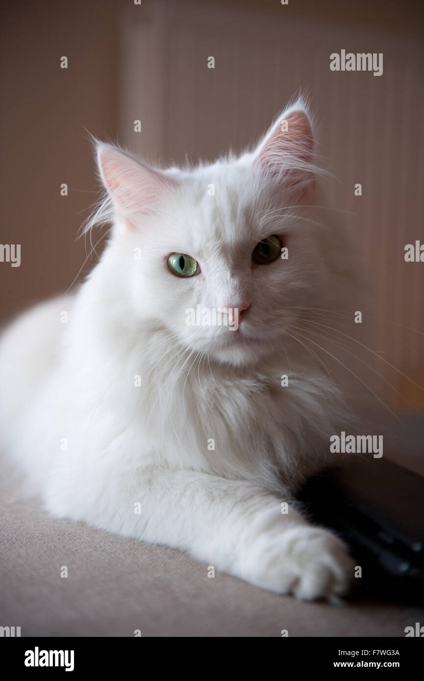 Chat Blanc Angora Turc Ankara Kedisi Ou Ankara Chat De Race Domestique De Longs Cheveux Blancs Animal Portrait Chat Couche En Vertical Photo Stock Alamy