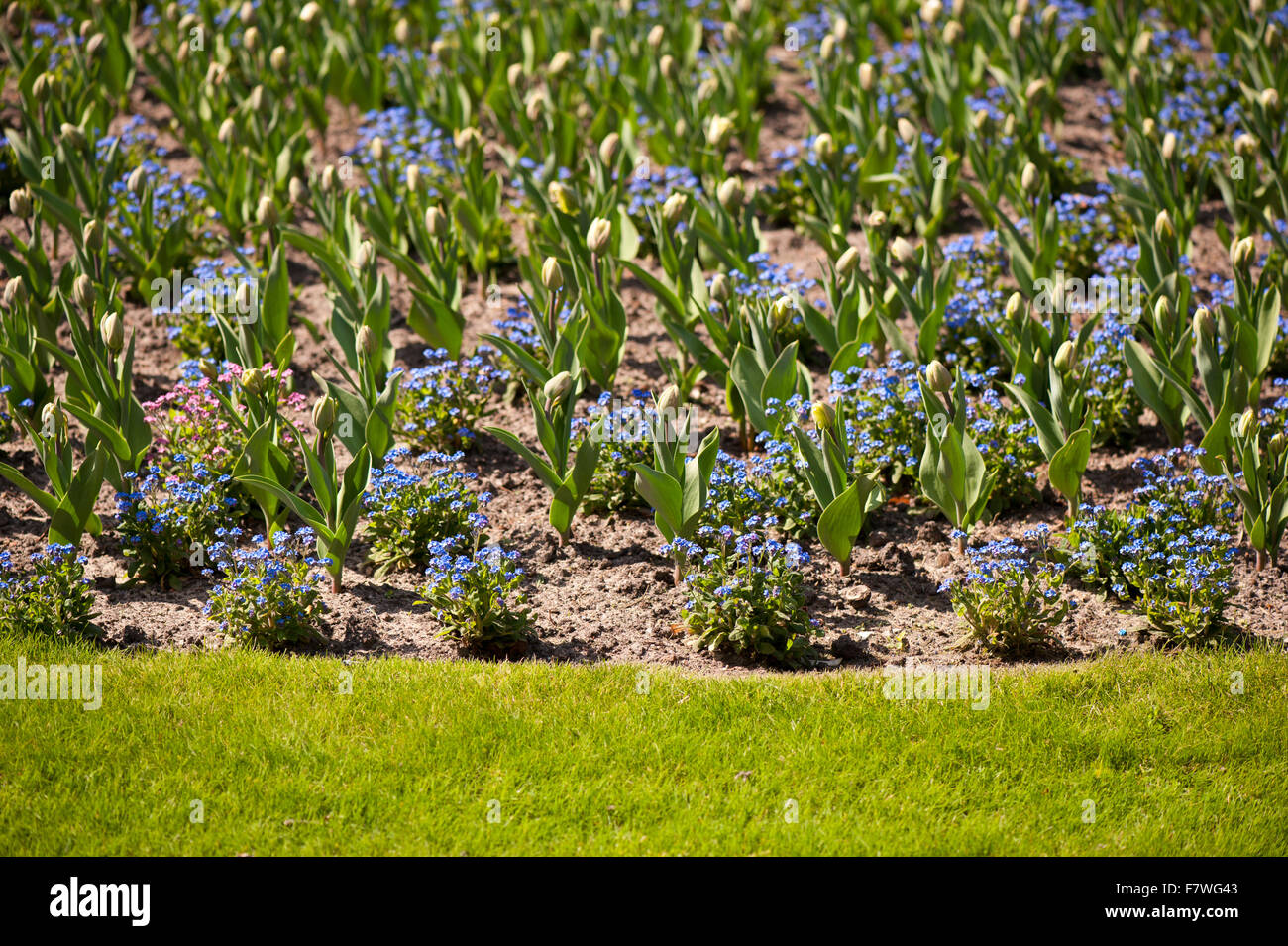 Fleurs de jardin literie bleu Forget me nots et bourgeons tulipes, plantes à fleurs bleu vif avec des feuilles vertes Banque D'Images