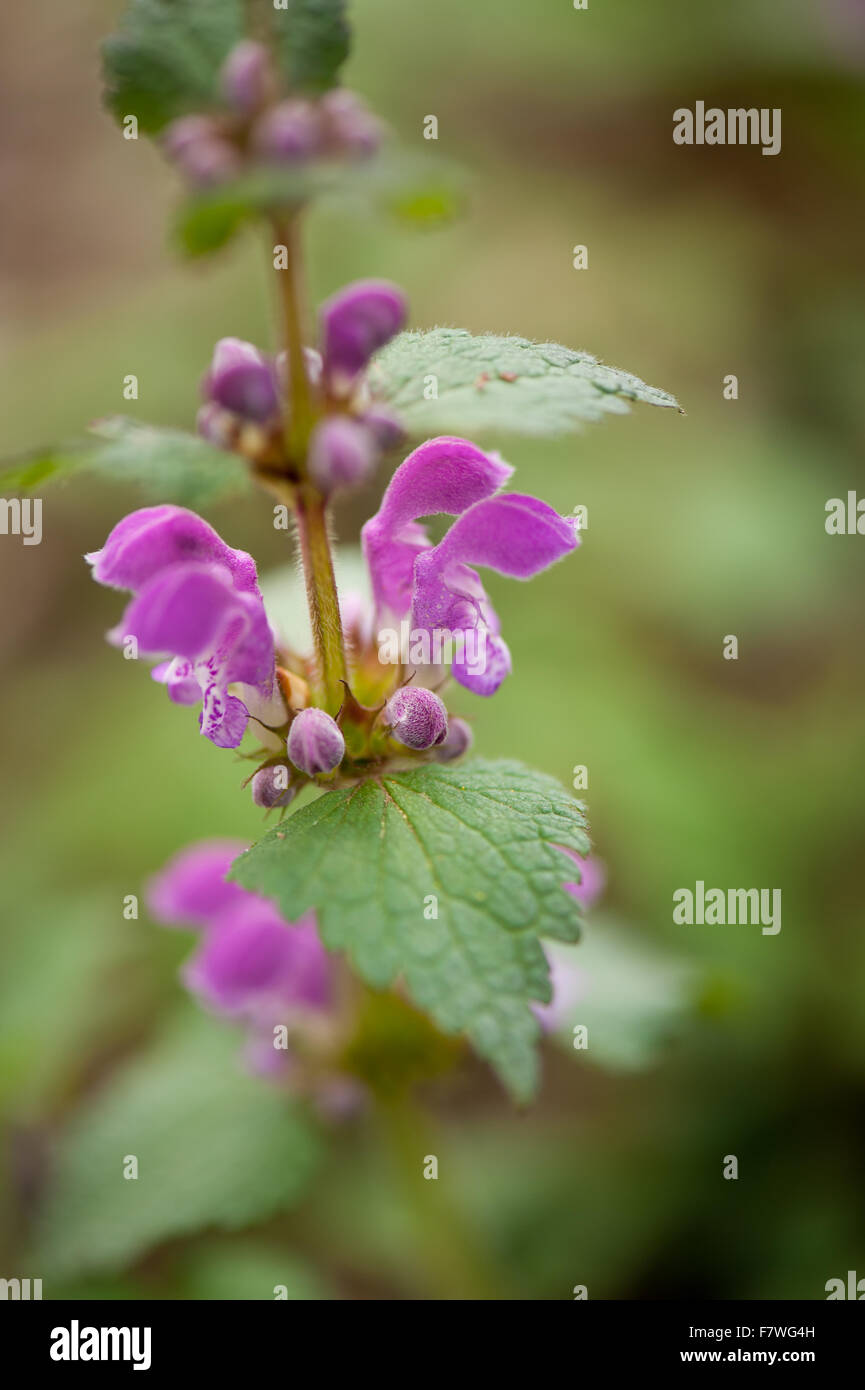 Lamium maculatum inflorescence plante vivace, macro closeup dans la famille Lamiaceae, appelé repéré deadnettle, spotted henbit Banque D'Images