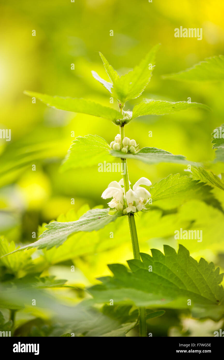 Lamium album, inflorescence blanc phytothérapie plante vivace à fleurs de la famille Lamiaceae, appelé ortie blanche... Banque D'Images
