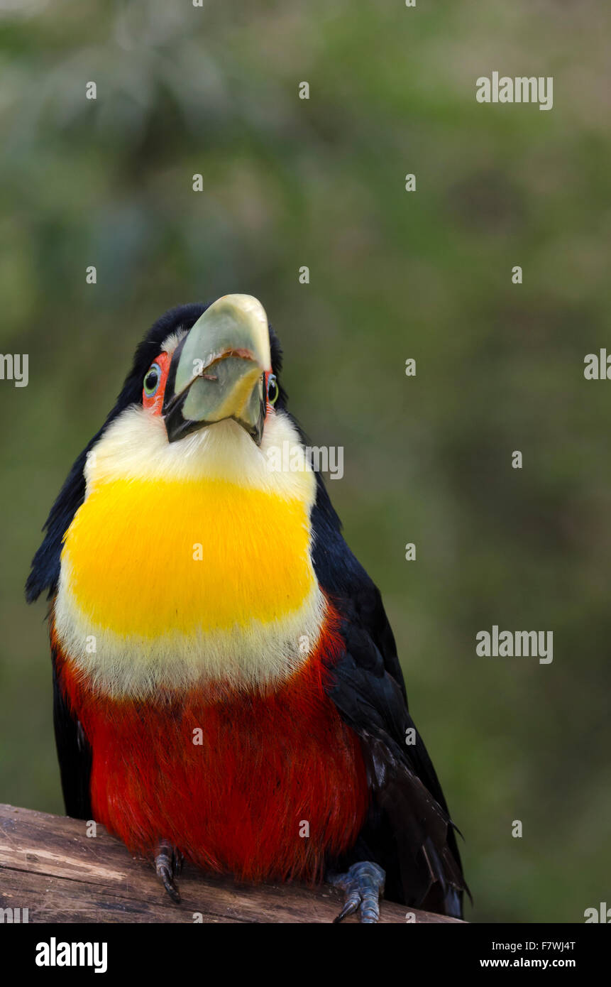 Toucan vert avec plumes jaune et rouge au Brésil Banque D'Images