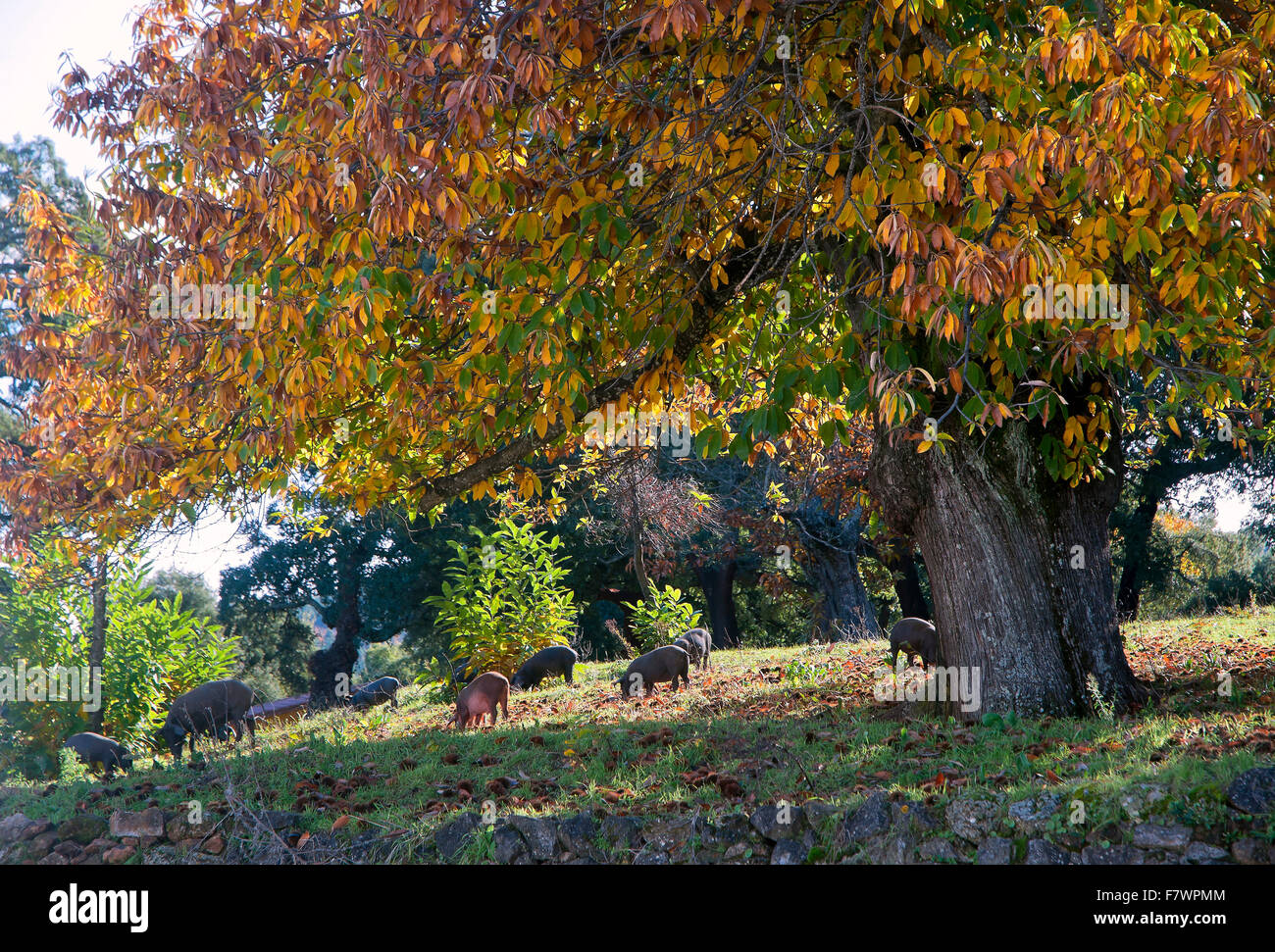 Le Parc Naturel de Sierra de Aracena, les porcs dans les prés, Santa Ana La Real, province de Huelva, Andalousie, Espagne, Europe Banque D'Images