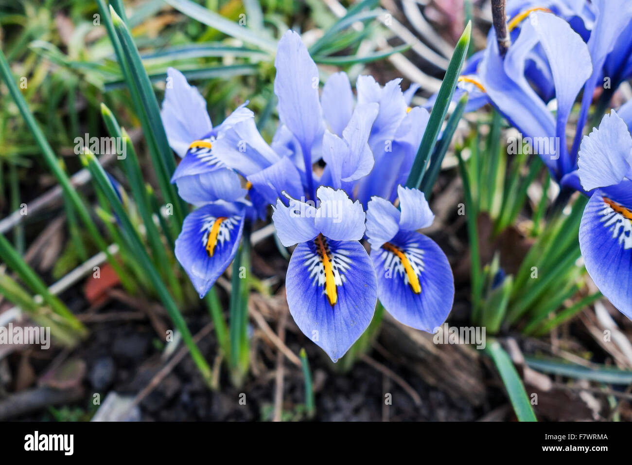 Miniature néerlandaise iris bleu Iris reticulata (fleurs) Banque D'Images