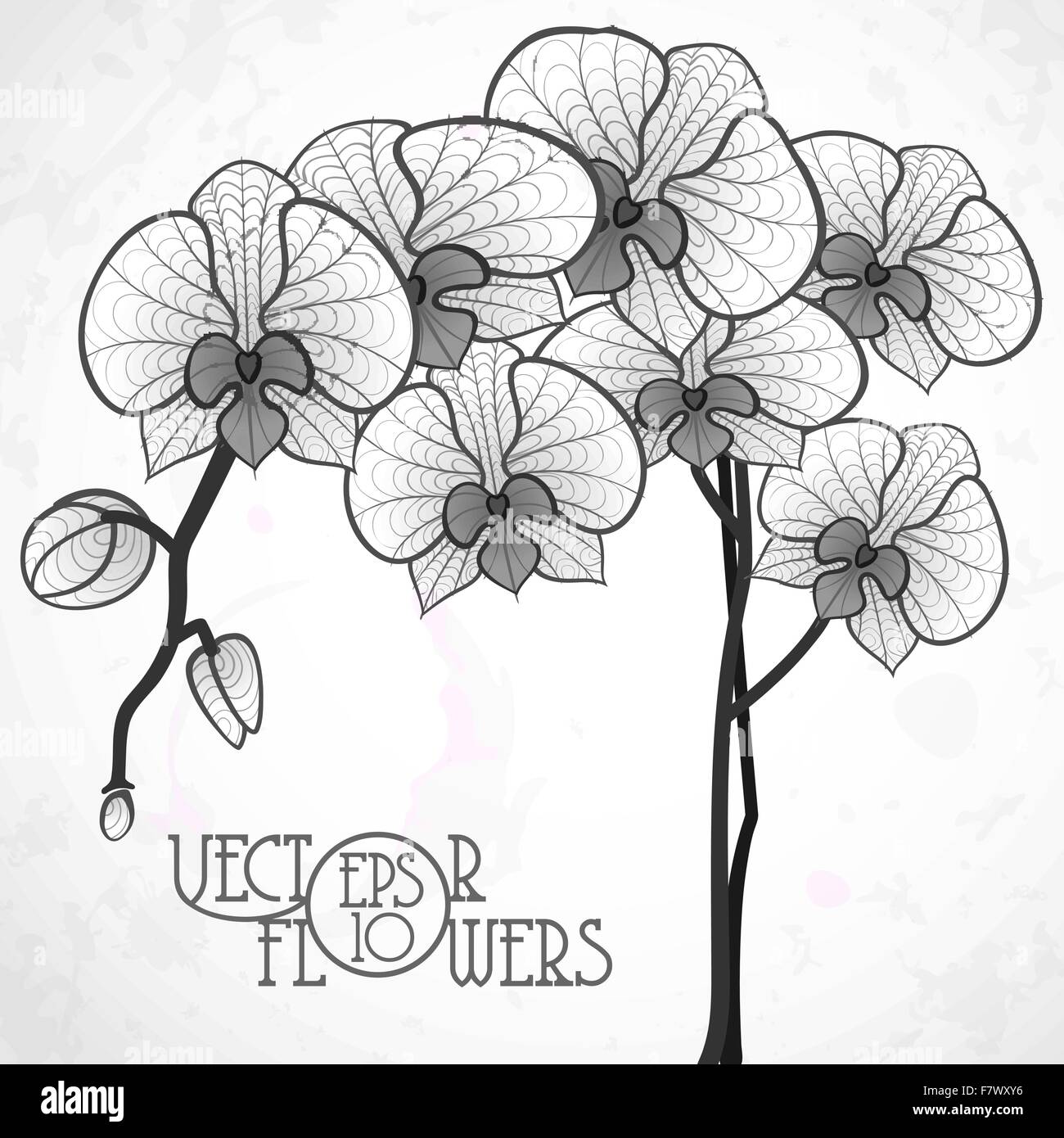 Dessin à la main orchidée, fleur. Illustration de Vecteur