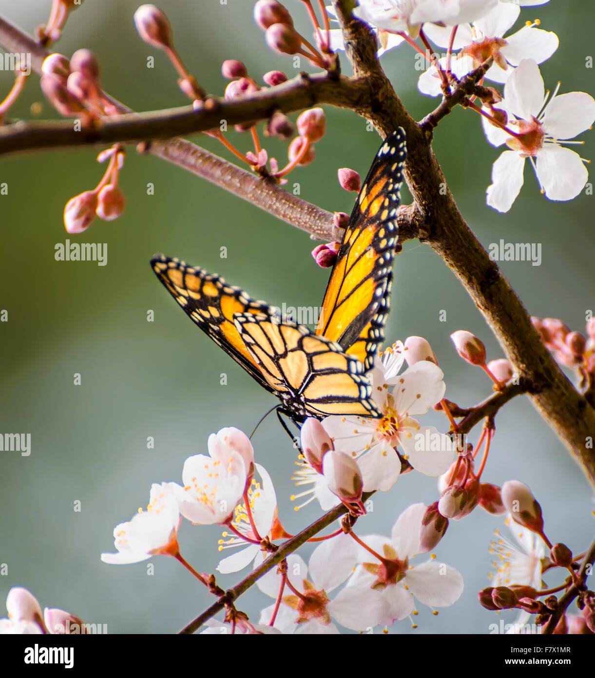 Papillon monarque sur blossom, Australie Banque D'Images