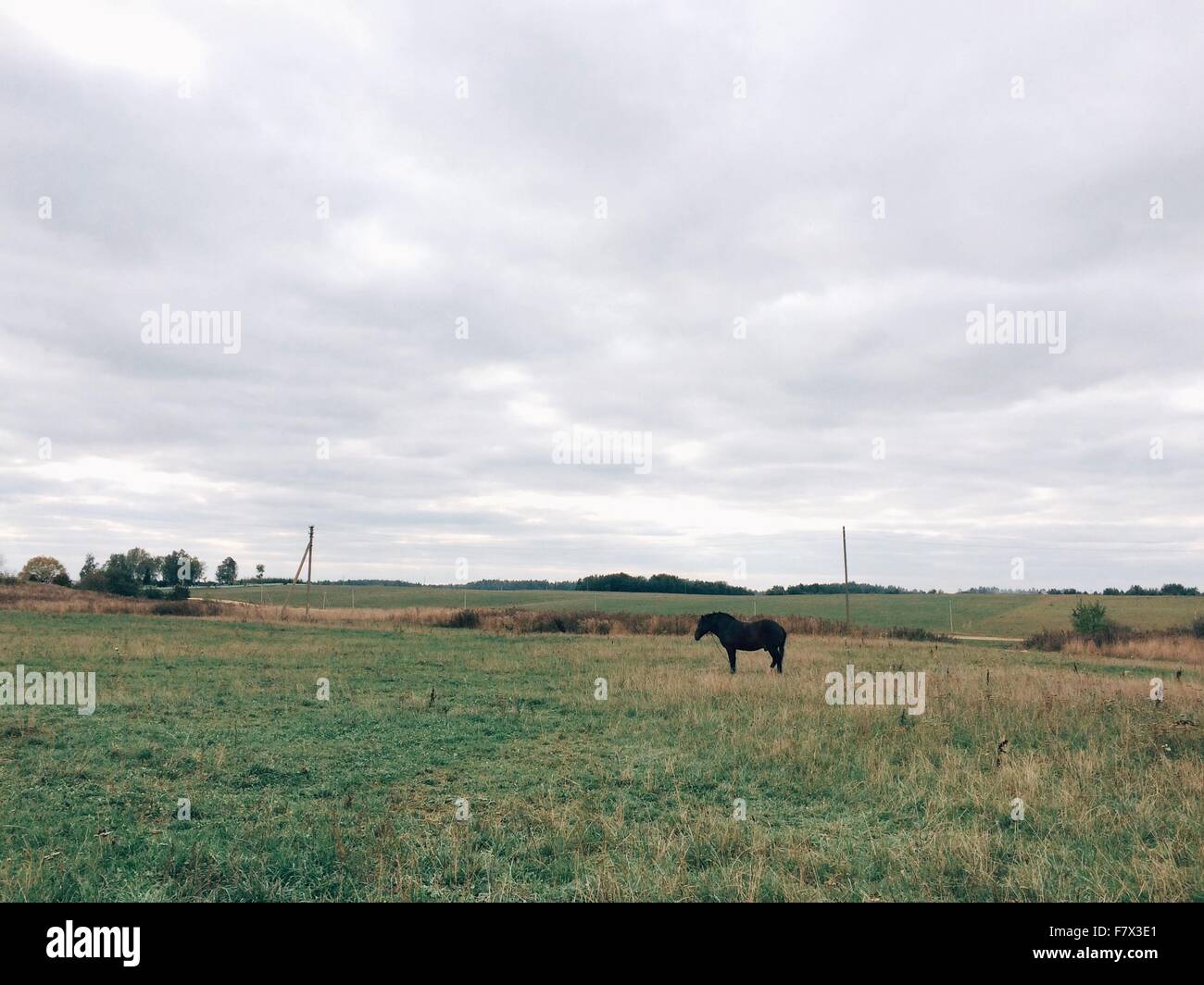 Cheval dans un pré Banque D'Images