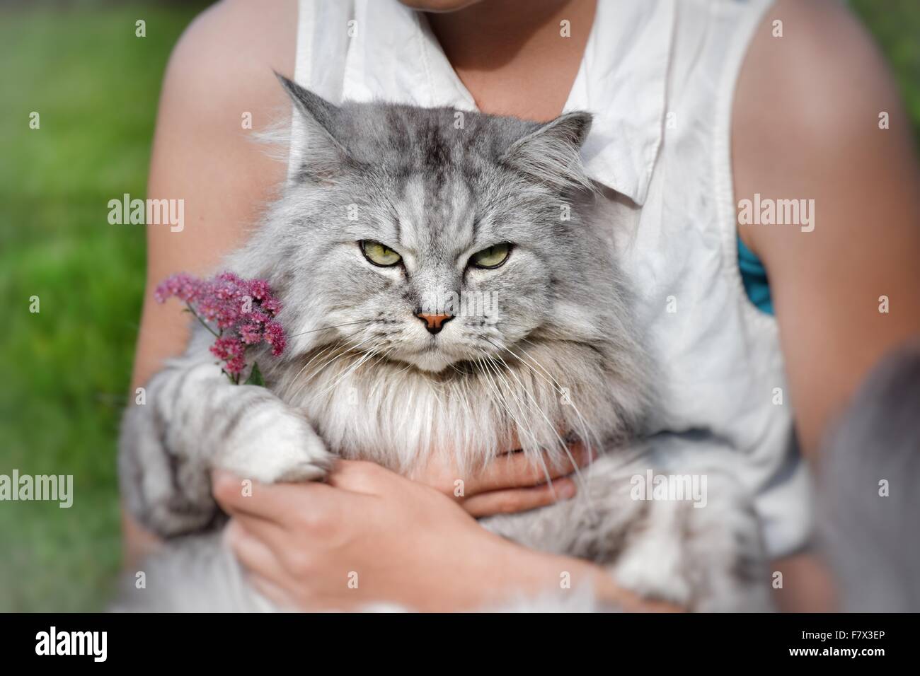 Teenage Girl sitting avec un chat sur ses genoux Banque D'Images