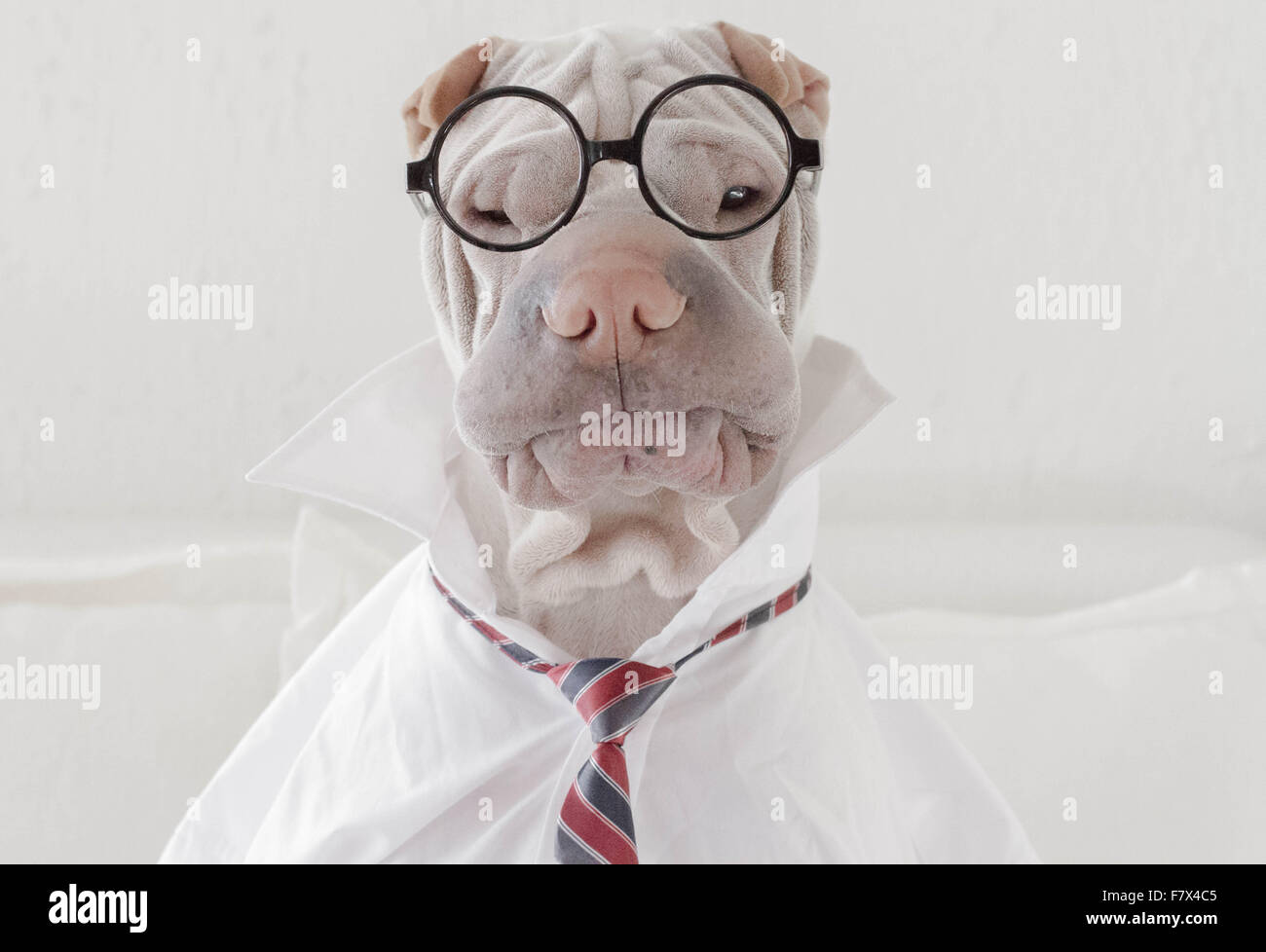 Shar Pei chien habillé de verres, une chemise et une cravate comme un homme  d'affaires Photo Stock - Alamy