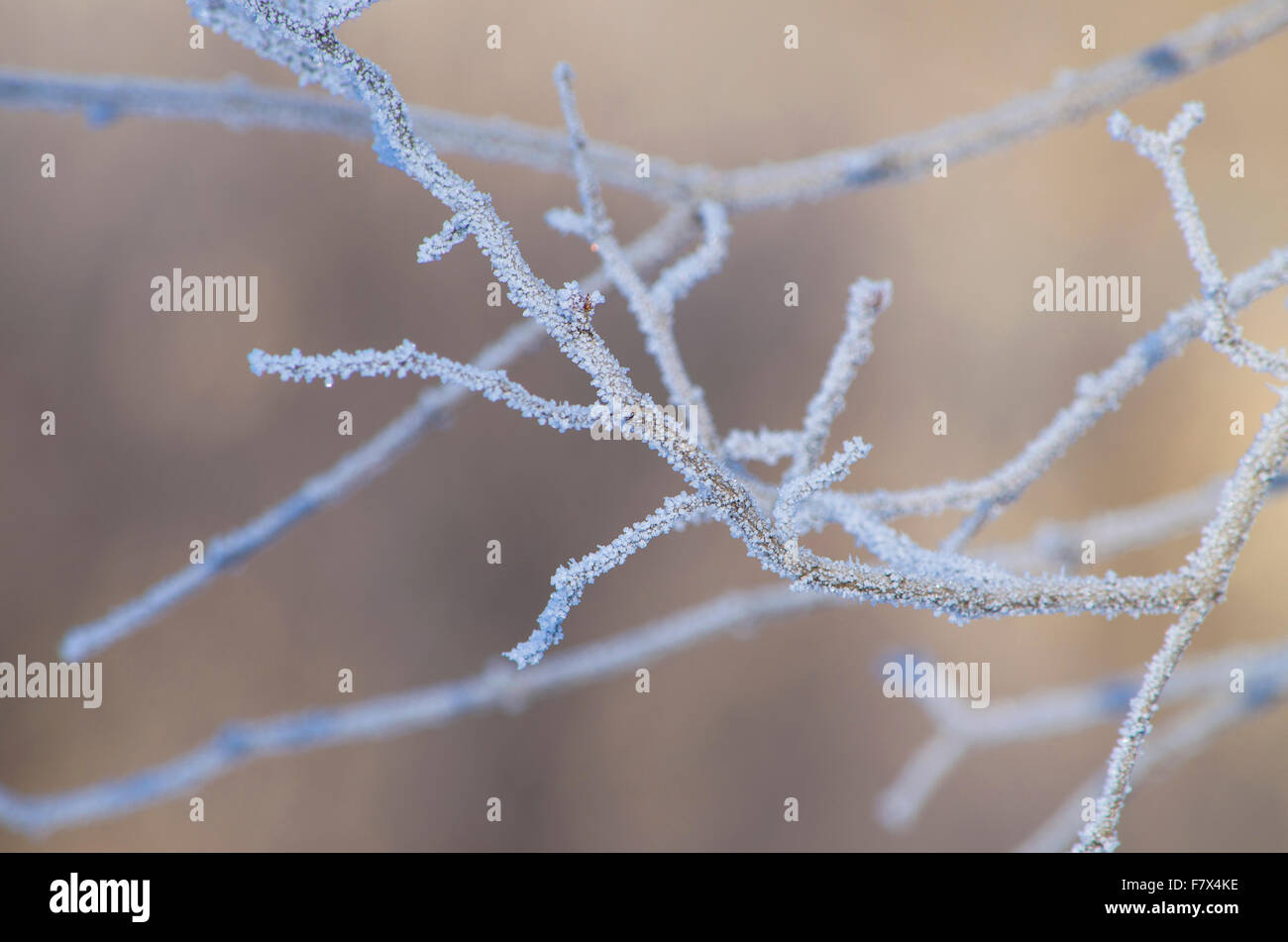 Branches de bouleau dans le givre et les flocons Banque D'Images