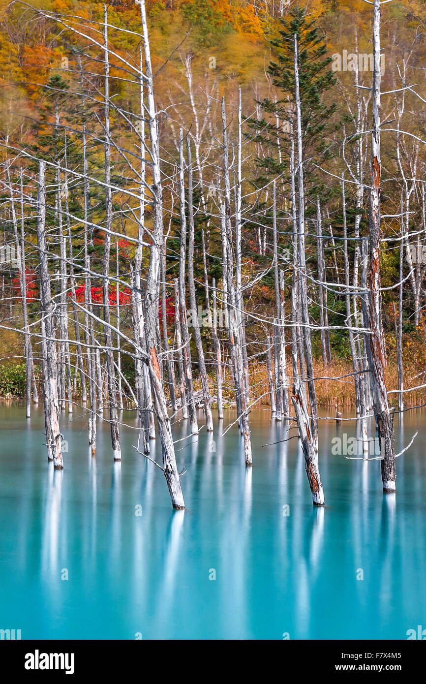 Arbres morts dans le lac bleu, Hokkaido, Japon Banque D'Images