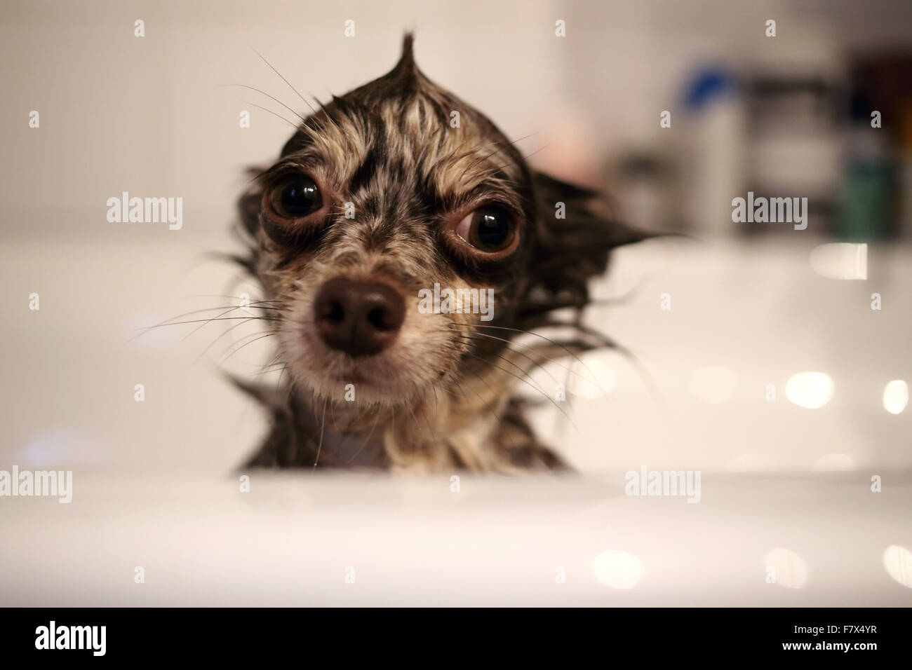 Chihuahua humide chien assis dans un bain Banque D'Images