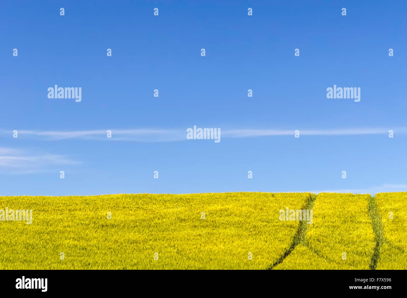 Pistes à travers un champ de blé, Palouse, Washington, États-Unis Banque D'Images