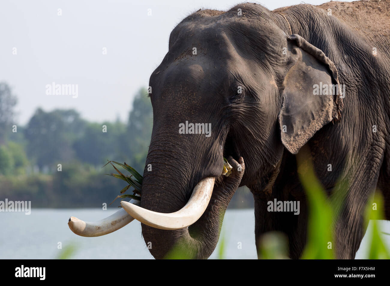 L'éléphant d'Asie, Surin, Thaïlande. Banque D'Images