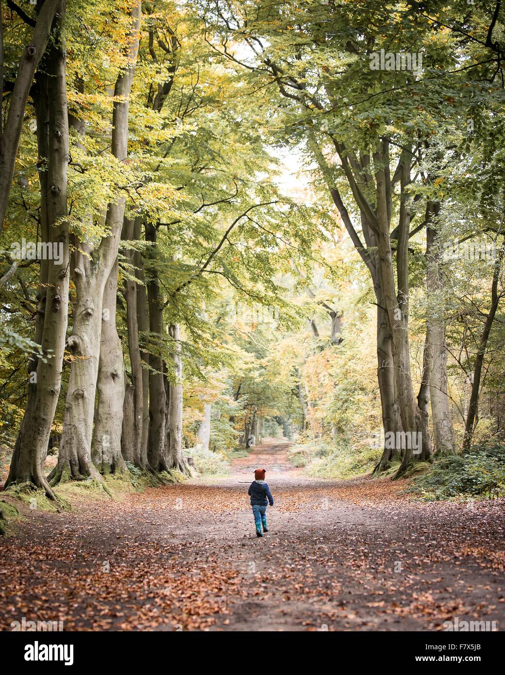 Boy walking through forest Banque D'Images